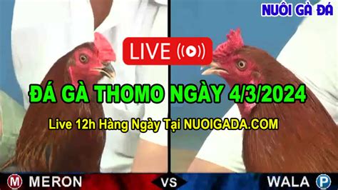 Đá Gà Trực Tuyến 14/5/2024 .